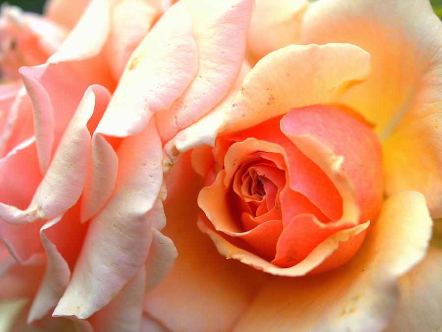 Orange Rose Photograph by Yuka Kato