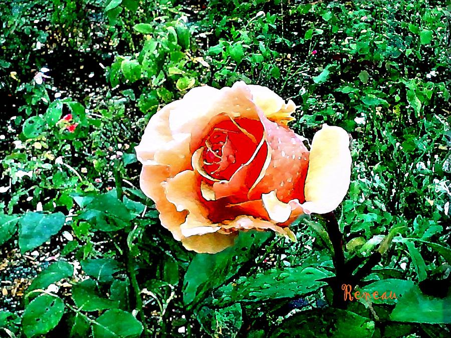 Orange Rose Photograph by A L Sadie Reneau