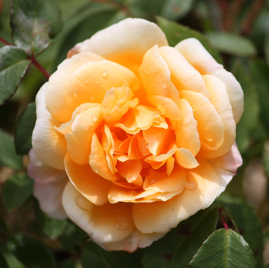 Rose Photograph - Orange Rose Square by Carol Groenen