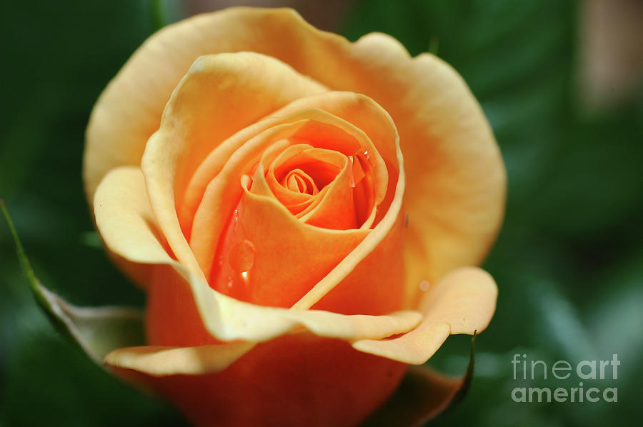 Orange rose Photograph by Tomi Junger