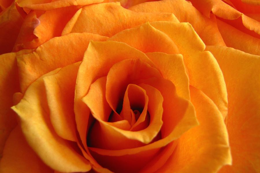 Orange Rose Photograph by Tony Grider