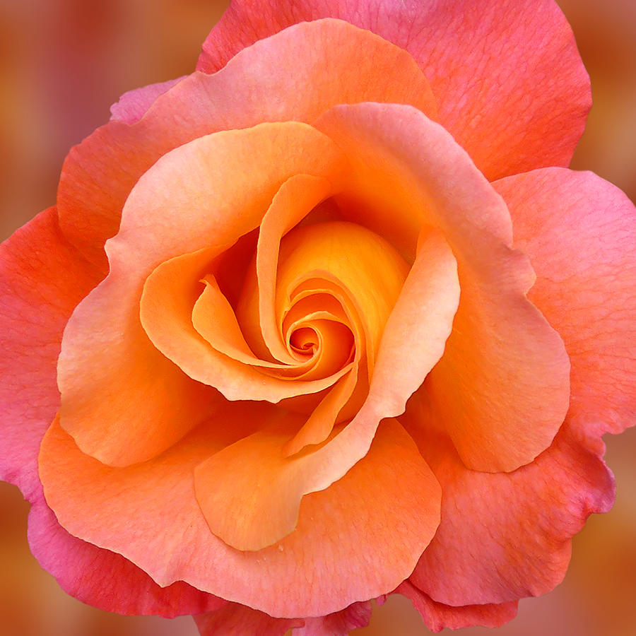 Orange Rosebud Highlight Photograph by Gill Billington