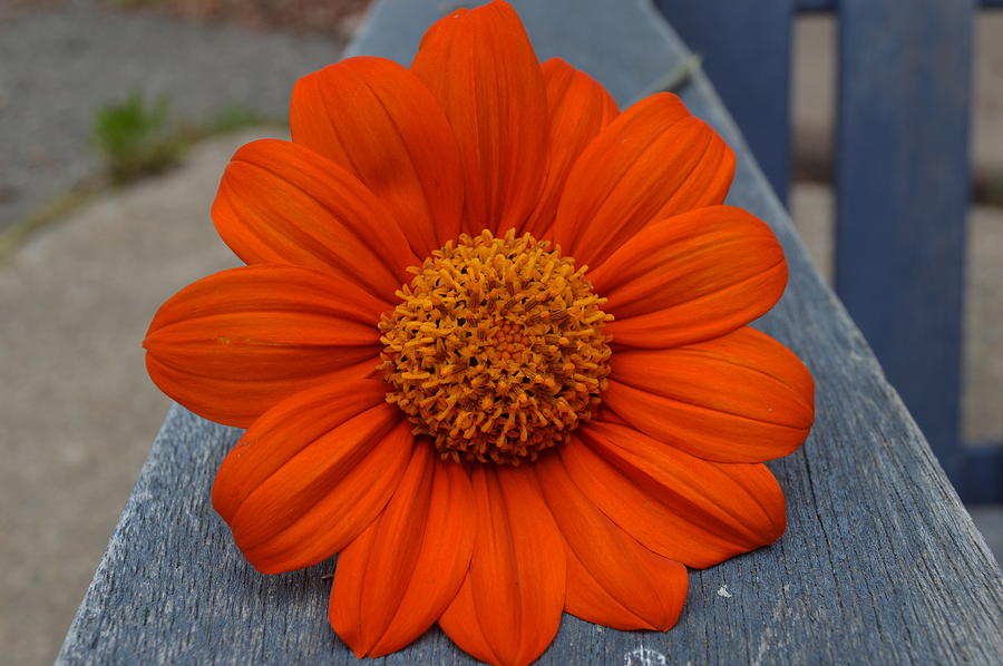 Flower Photograph - Orange by Rosebud McGreevy