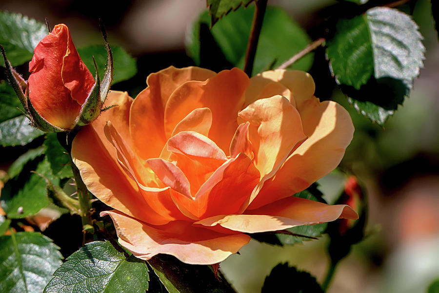 Orange Roses Bud and Bloom Photograph by John Haldane