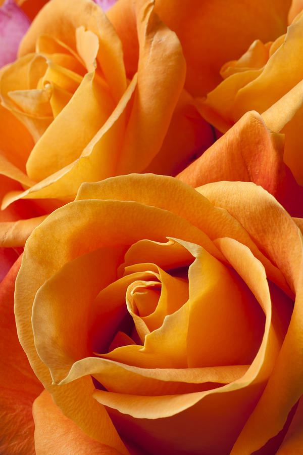 Rose Photograph - Orange Roses by Garry Gay