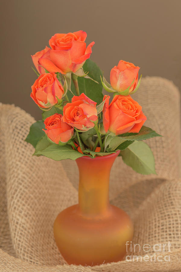 Orange Roses in A Vase Photograph by Alana Ranney