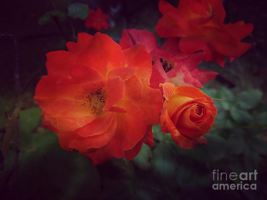 Orange Roses Photograph by Maria Urso
