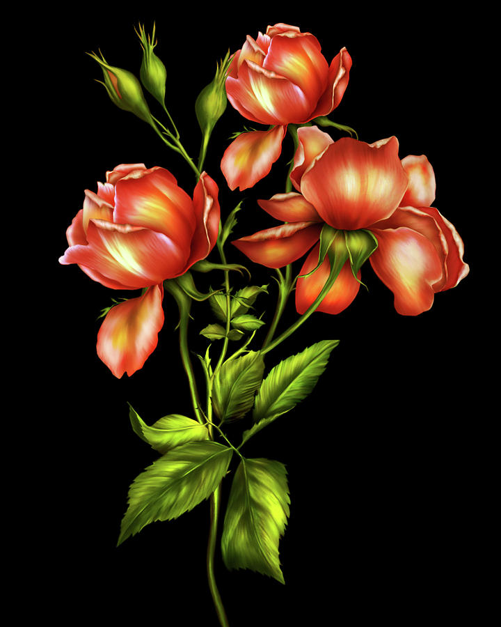 Rose Digital Art - Orange Roses On Black by Georgiana Romanovna