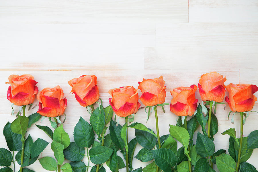 Hình ảnh hoa hồng cam trên nền gỗ sáng: Hoa hồng cam nổi bật rực rỡ trên nền gỗ sáng trong bức ảnh này. Tham quan bức ảnh, bạn sẽ cảm nhận được sự phù hợp hài hòa nhưng không kém phần đặc sắc giữa hai màu sắc này.