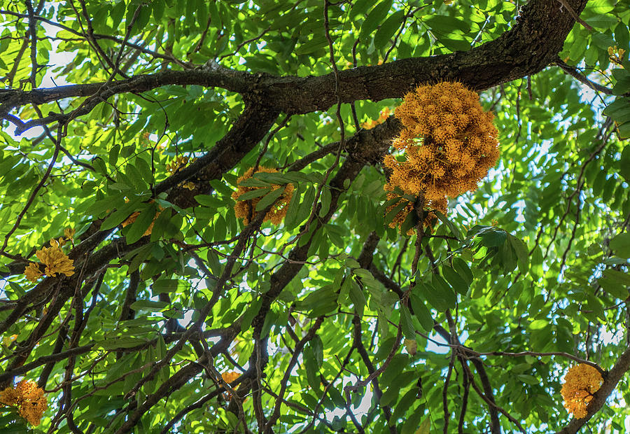 Orange Saraca Tree Photograph by Jocelyn Kahawai