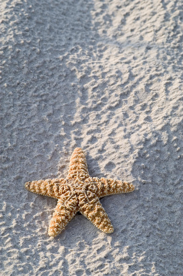 Orange seastar laying on sand Photograph by Mary Van de Ven - Printscapes