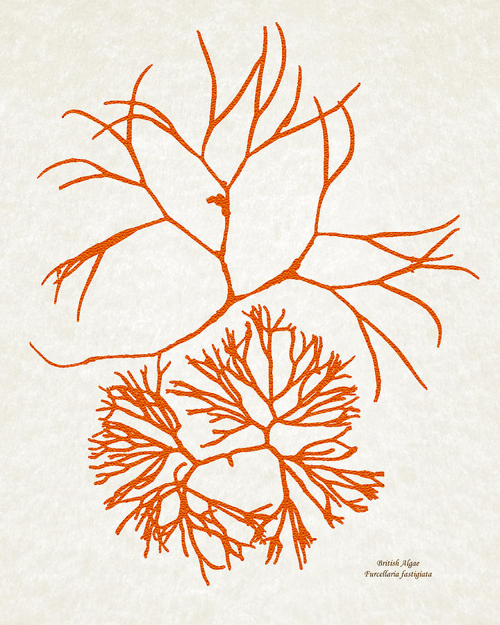 Orange Seaweed Art Furcellaria Fastigiata Mixed Media by Christina Rollo
