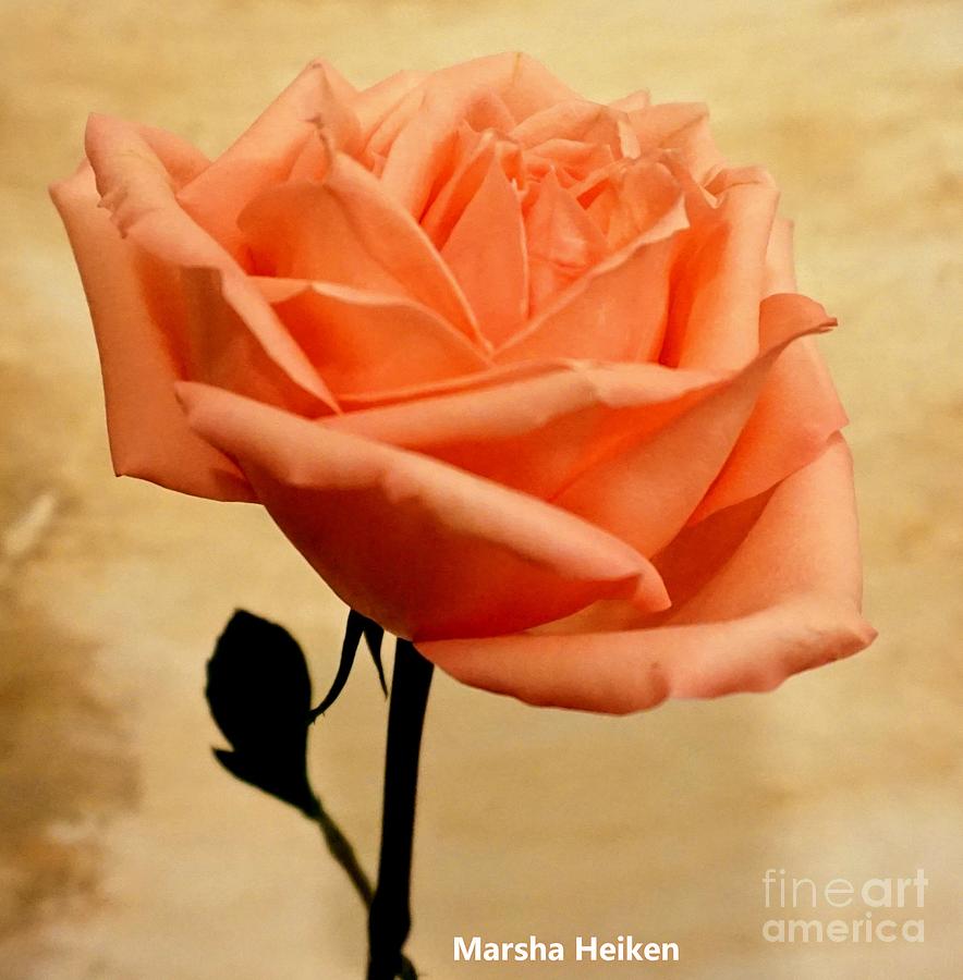 Orange Sherbert Rose Mixed Media by Marsha Heiken