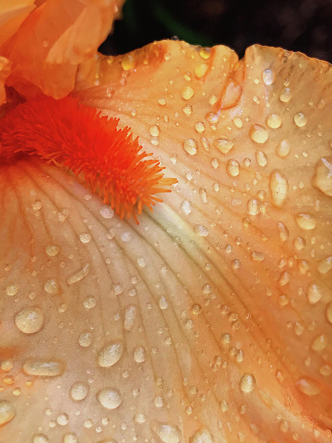 Orange Sherbet Photograph by Jill Love