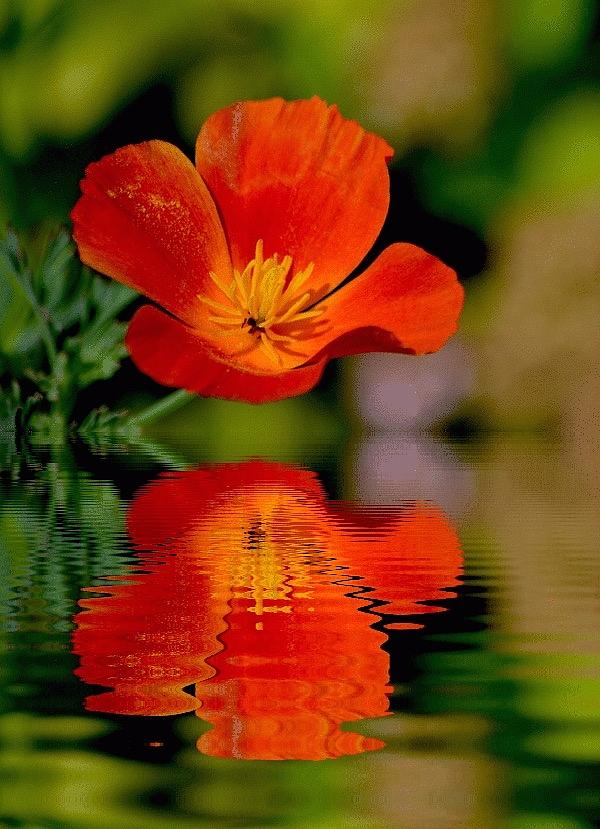 Orange Shimmer Photograph by Marjorie Tietjen | Pixels