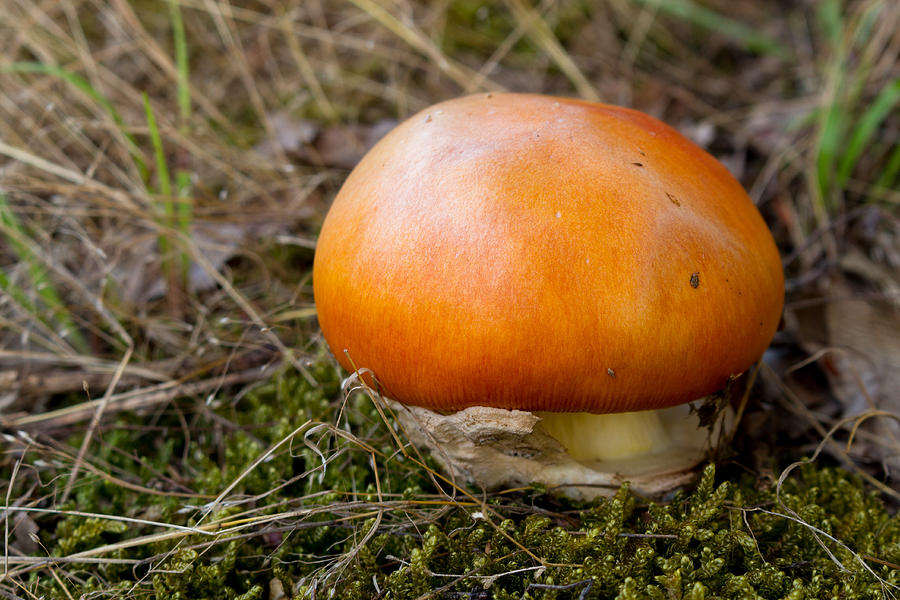 Mushroom Photograph - Orange Mushroom - Amanita Caesarea / Caesars Mushroom by Danilo Stefanovic