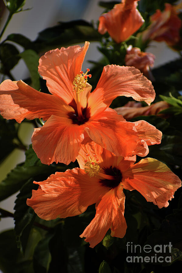 Flower Photograph - Orange by Skip Willits