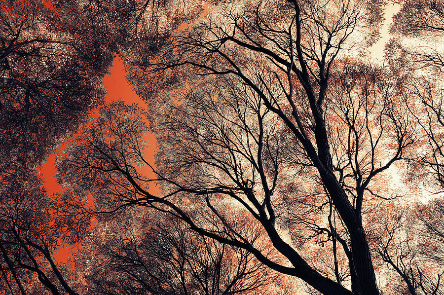 Orange Sky. Airy Lace of Autumn Photograph by Jenny Rainbow