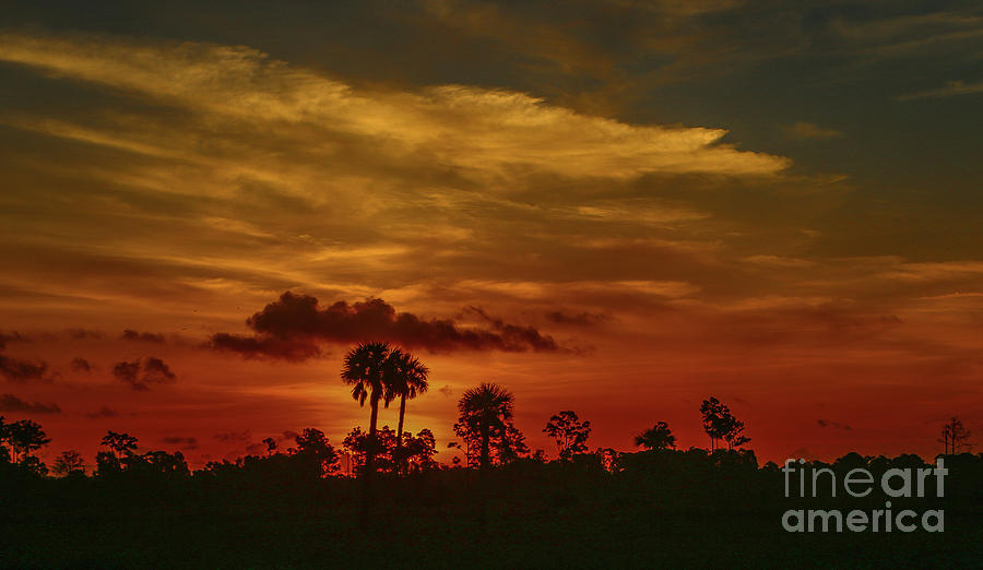 Orange Sky and Palm Sunrise Photograph by Tom Claud