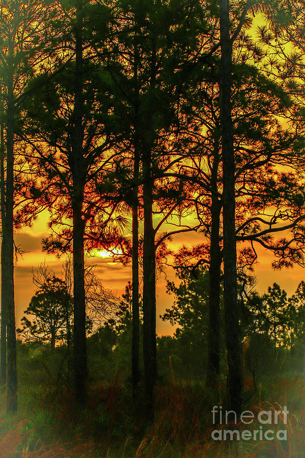 Orange Sky and Trees Photograph by Tom Claud