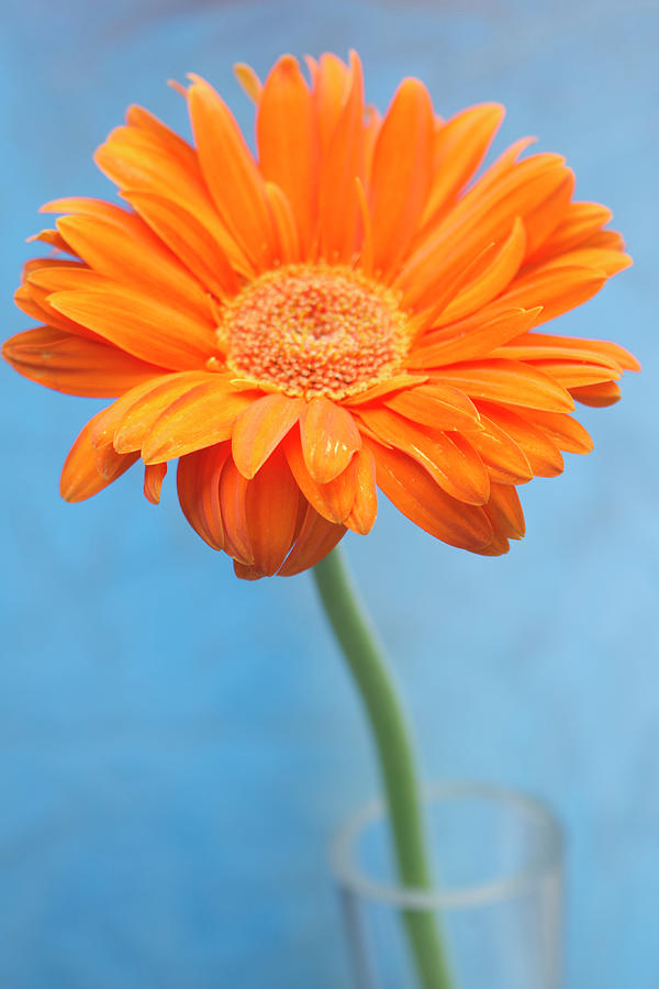 Orange Slanted Gerbera Photograph by Photography by Gordana Adamovic Mladenovic Orange Slanted Gerbera Photograph by Photography by Gordana Adamovic Mladenovic