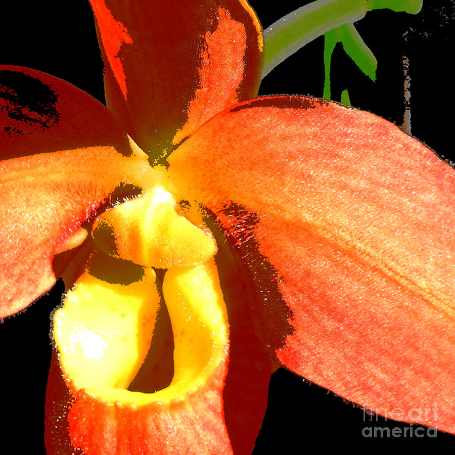 Orange slipper orchid Digital Art by Marsha Young