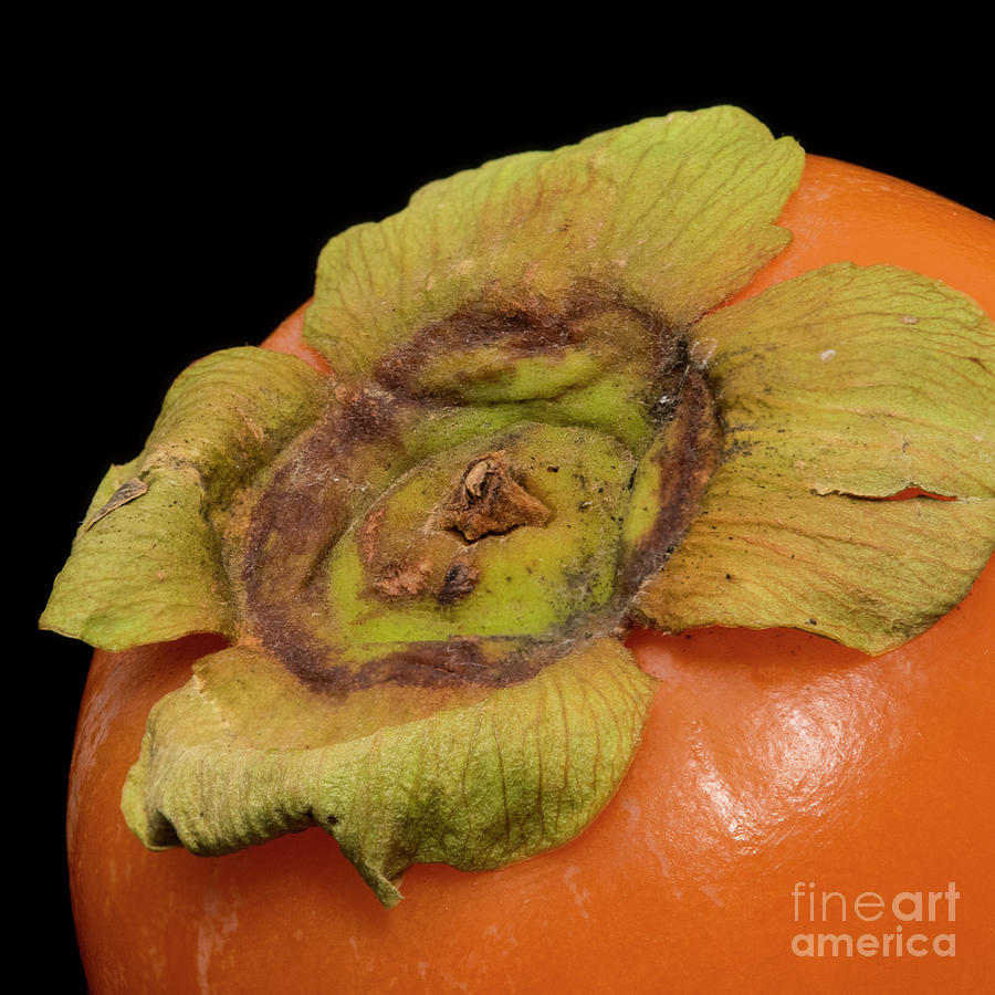 Orange Persimmon Photograph