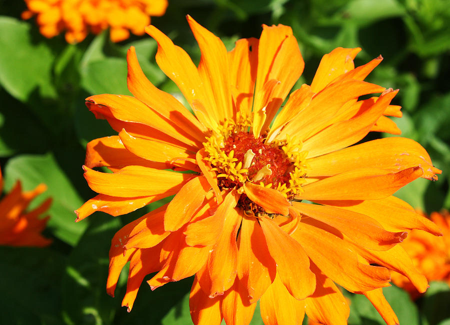 Orange Spider Zinnia Photograph by Ellen Tully