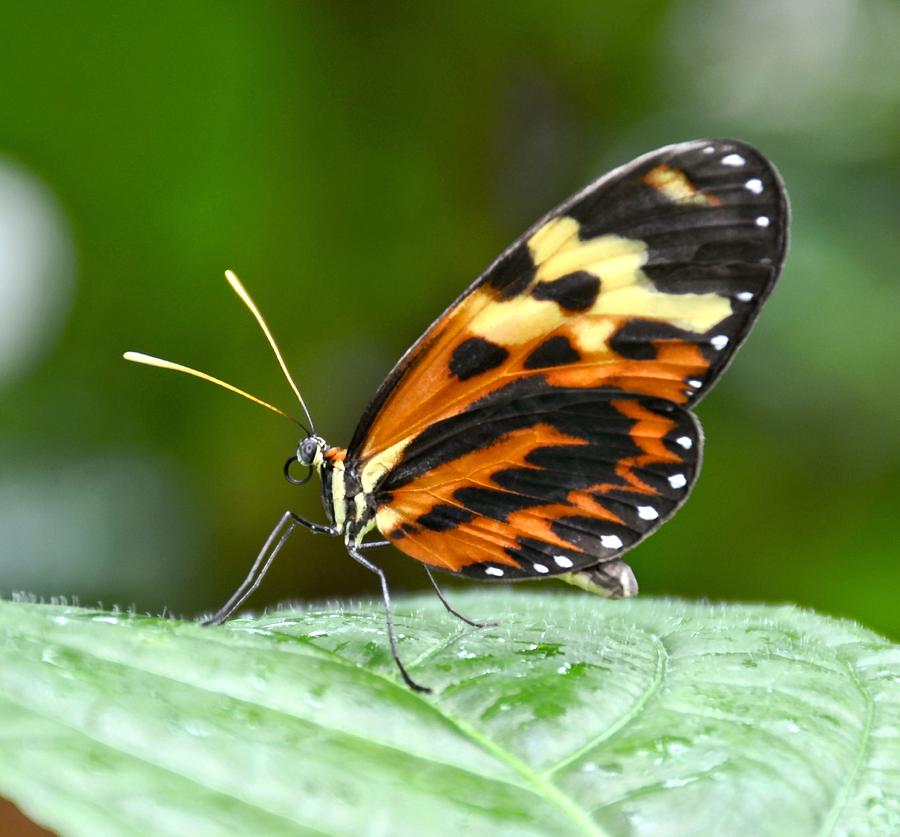 Orange Spotted Butterfly Photograph
