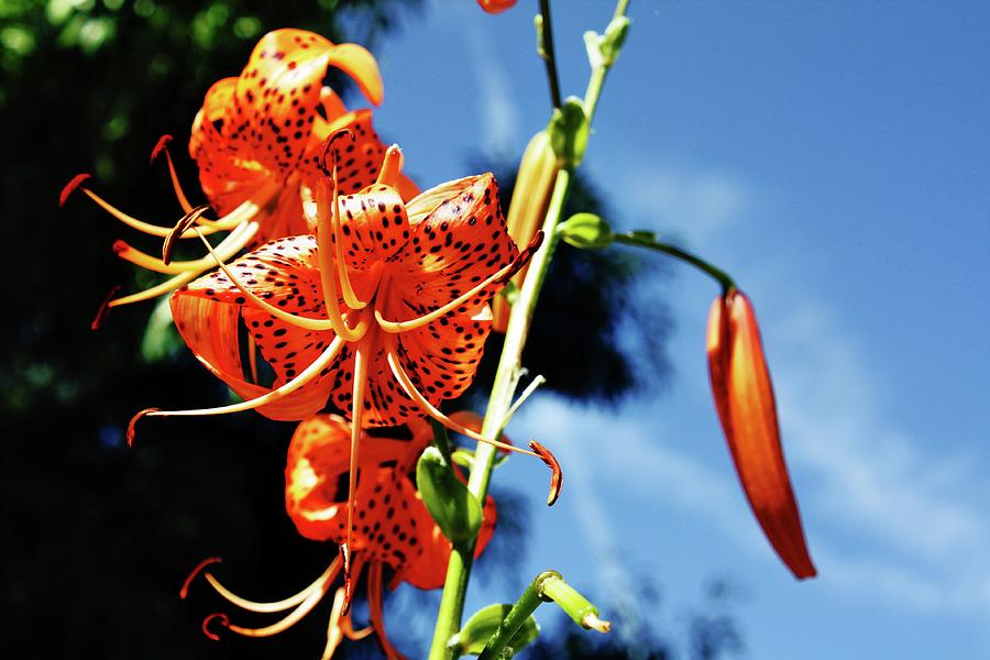 Orange Spotted Flower Photograph By Leilani Arviso