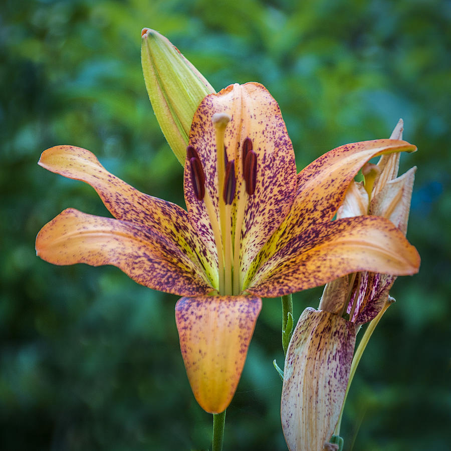 Orange Spotted Lily Photograph by Sue Matsunaga - Fine Art America