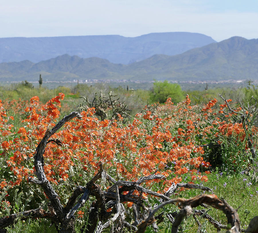 Orange Spring in the Desert Photograph by Laurel Powell