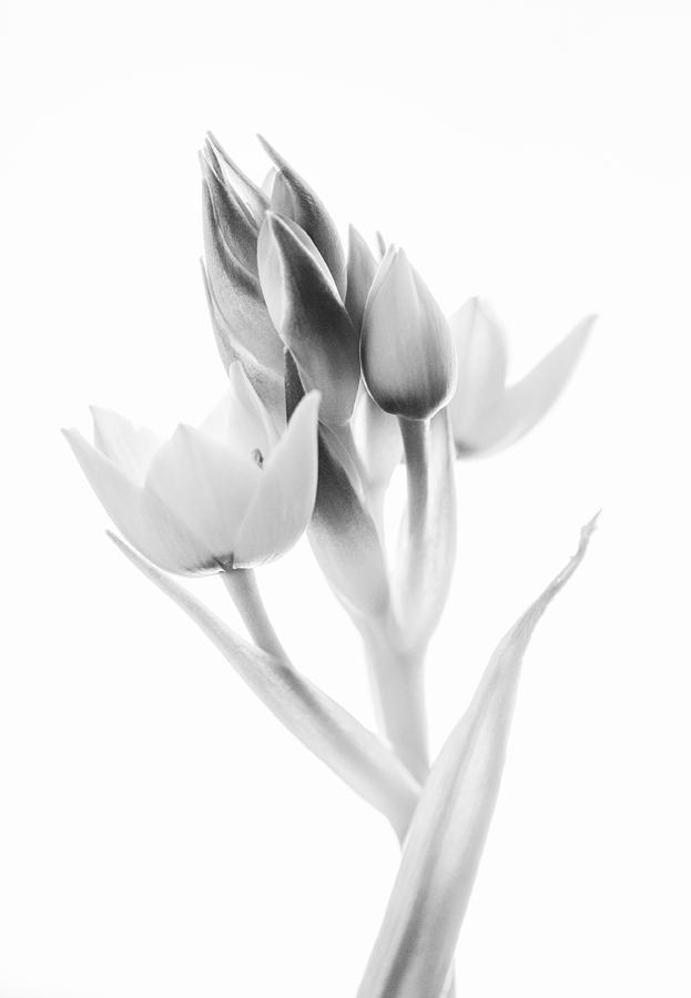 Orange Star - Fine Art Wall Decor by Sabine Konhaeuser Orange Star - Fine Art Wall Decor by Sabine Konhaeuser