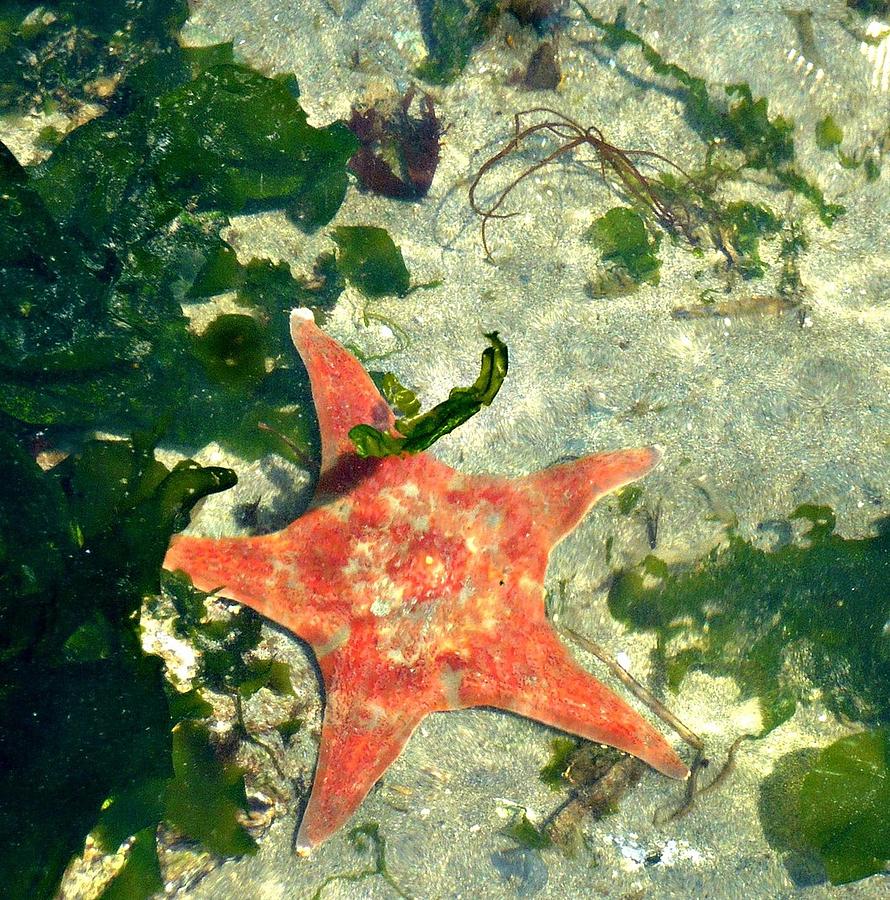 Starfish in Water Photograph by REA Gallery