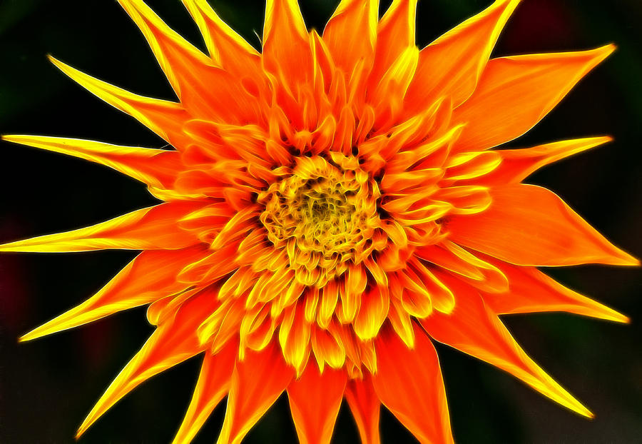 Orange Star Flower Photograph by Bill Morgenstern - Fine Art America