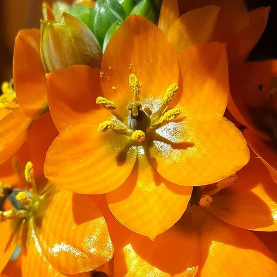 Flowers Still Life Photograph - Orange Star Flower By Tammy Finnegan by Tammy Finnegan