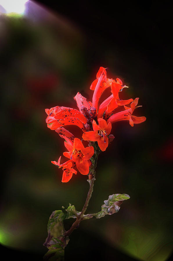 Orange Star Flower Photograph by Joseph Hollingsworth