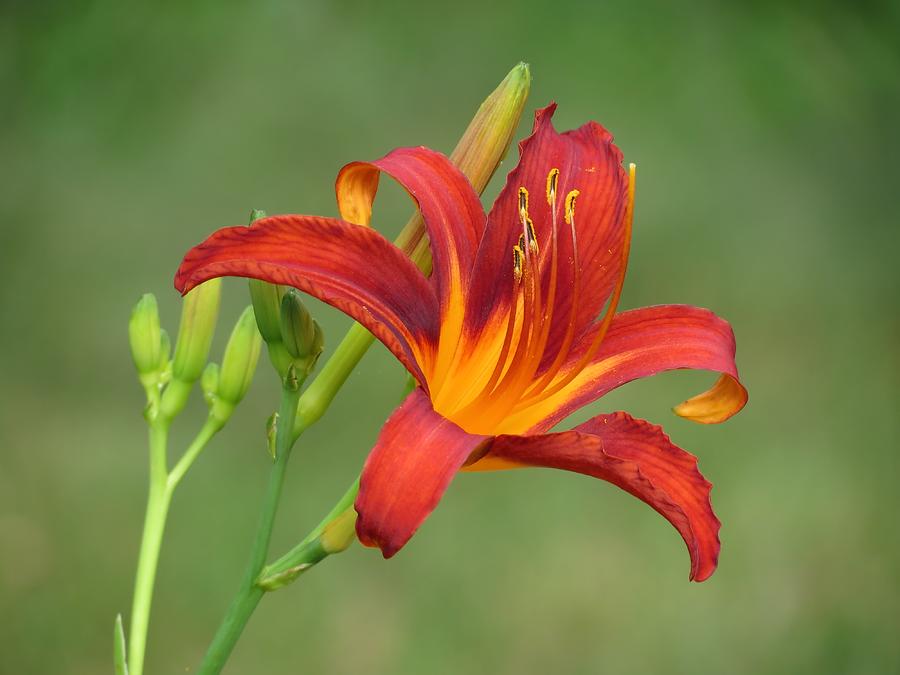 Lily Photograph - Orange Star by MTBobbins Photography