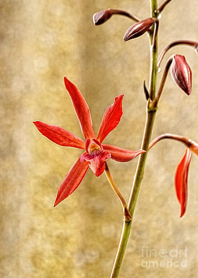 Orange Star Orchid Photograph by Sharon Woerner