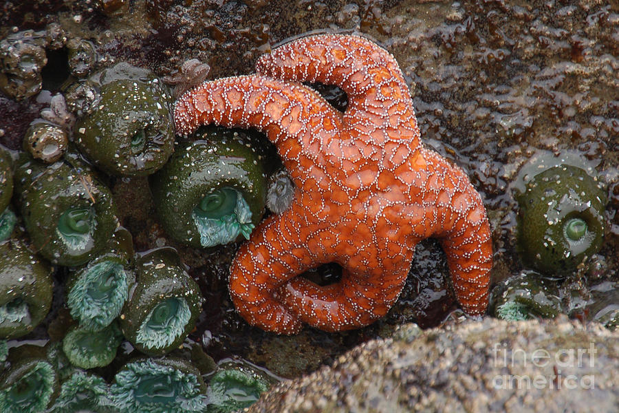 Orange Starfish and Anemonies Photograph by Chuck Flewelling