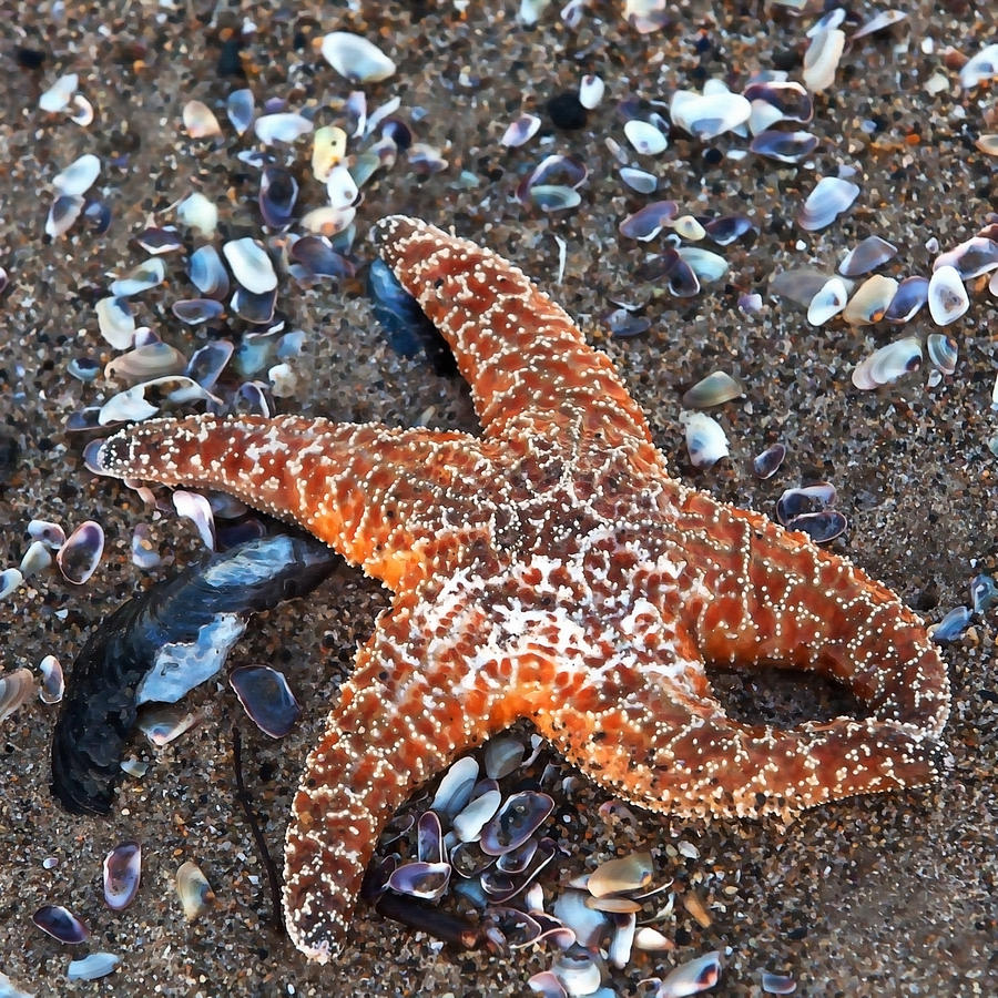 Orange Starfish Photograph by Art Block Collections