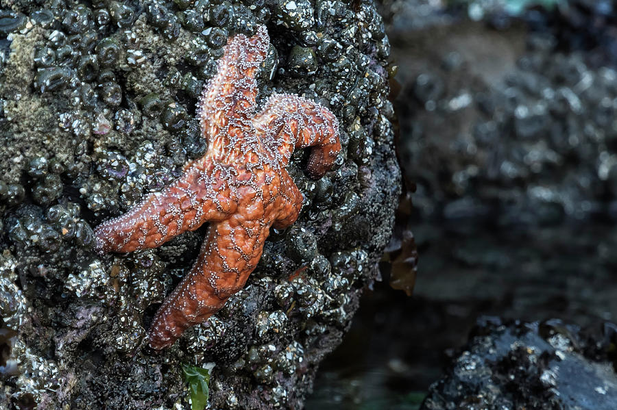 Orange Starfish at Low Tide Photograph by Belinda Greb