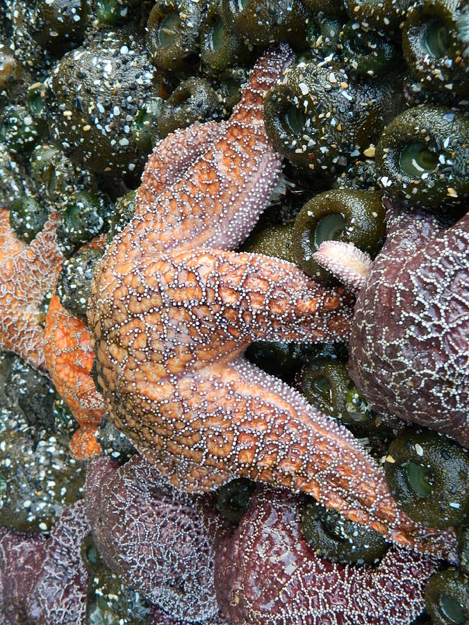 Orange Starfish Photograph by Gallery Of Hope 