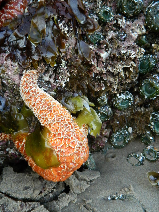 Orange Starfish In Seaweed Photograph by Gallery Of Hope 