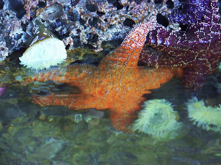 Starfish Photograph - Orange Starfish by Julie Rauscher