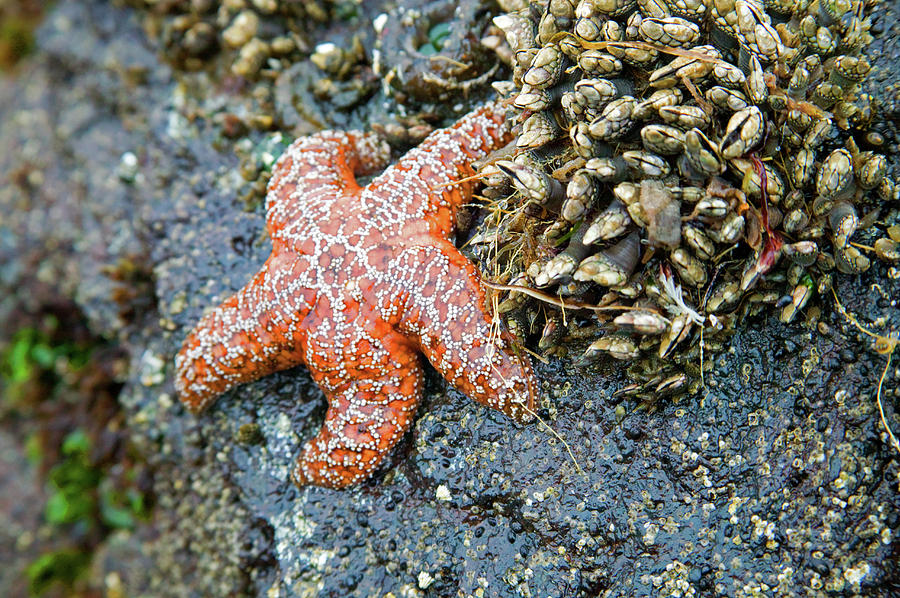 Orange Starfish Photograph