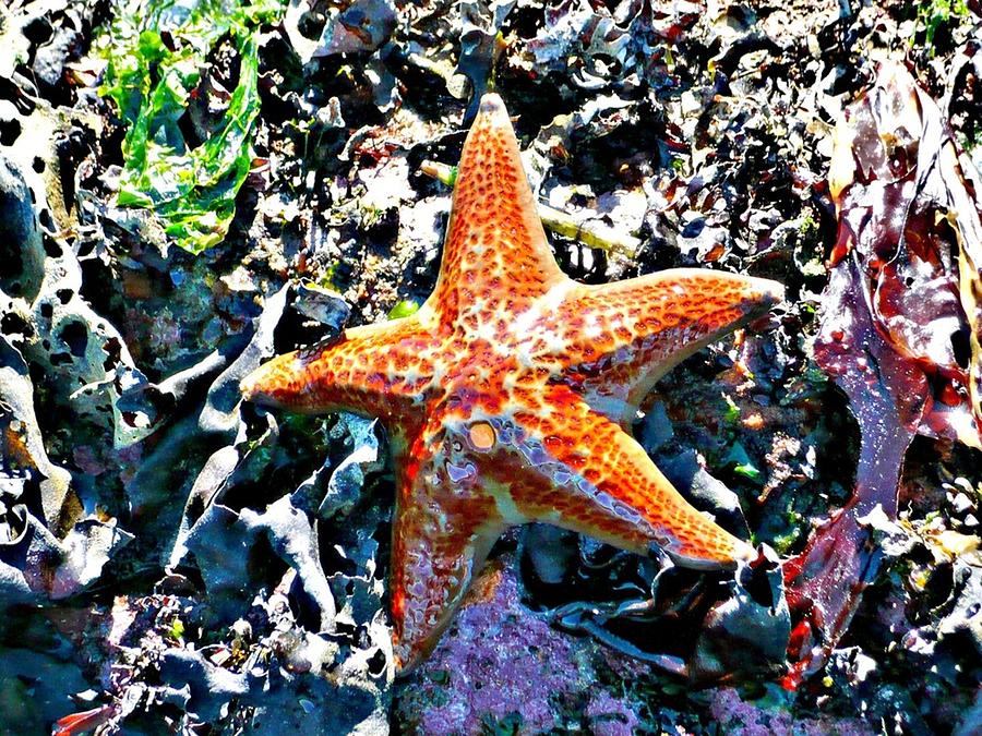 Orange Starfish Photograph by REA Gallery