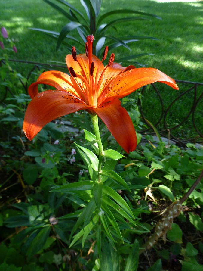 Orange Stargazer Lily Photograph by Claudia Goodell