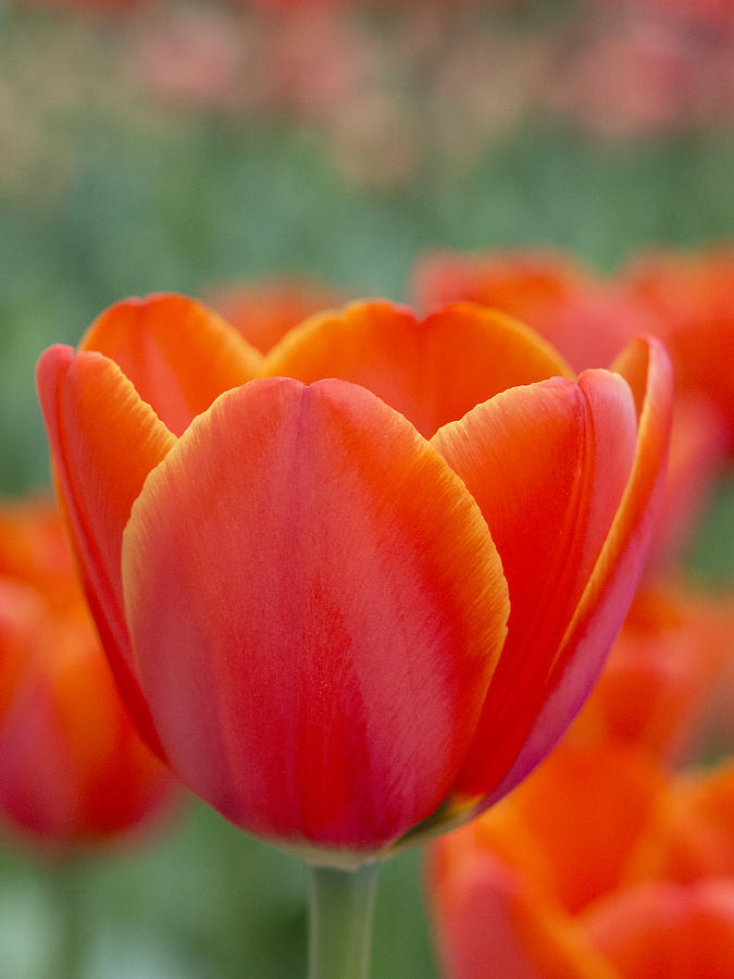 Spring Photograph - Orange Statement by Eggers Photography