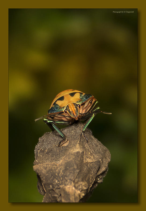 Orange stink bug 002 Photograph by Kevin Chippindall
